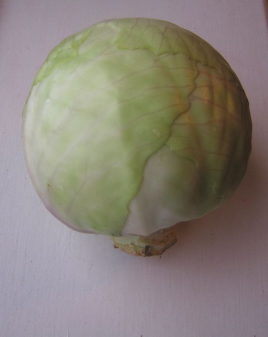 Beautiful Organic white cabbage!